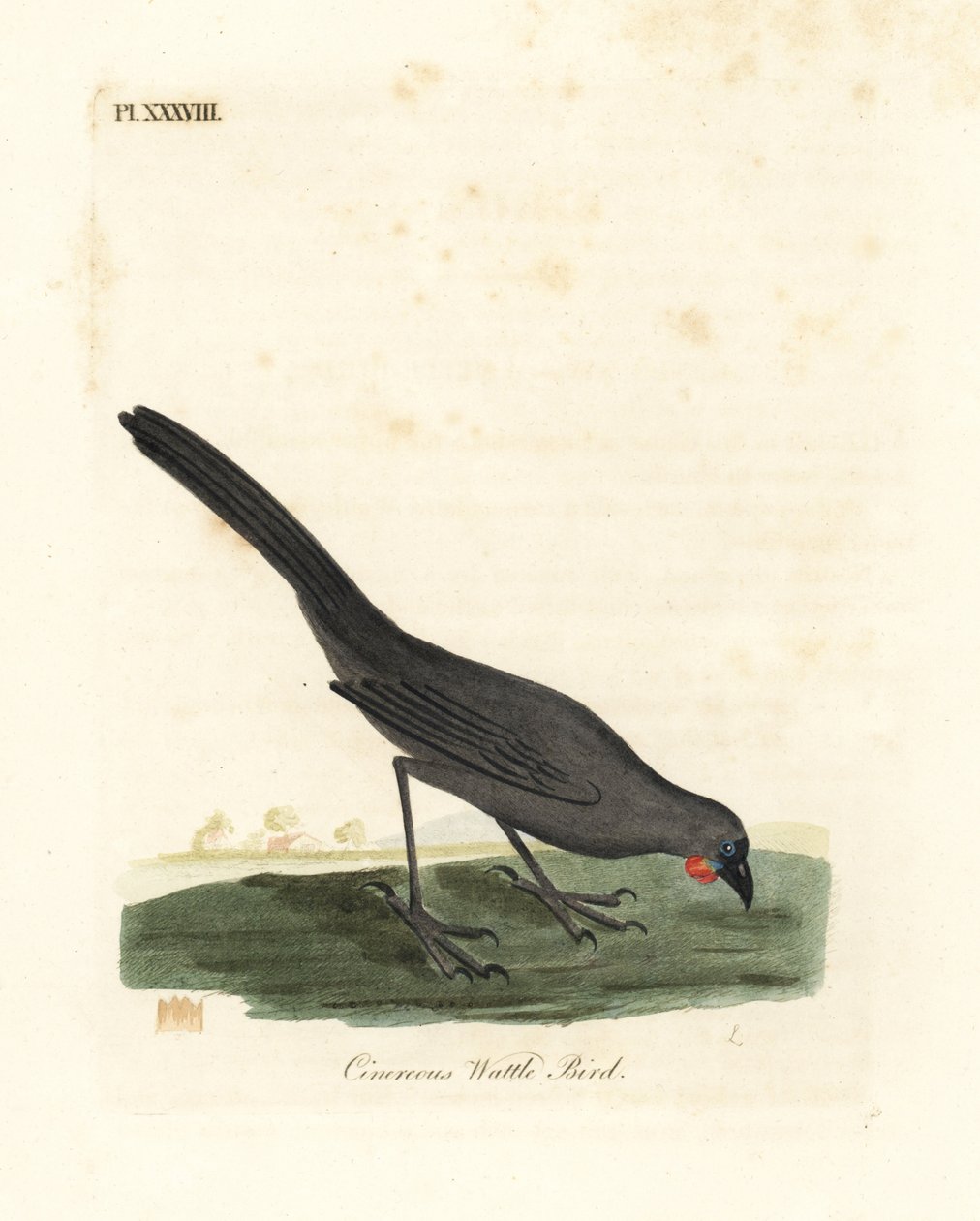 South Island, New Zealand kokako, Callaeas cinerea cinerea, declared extinct in 2007 (Cinereous wattle bird, Calloeas cinerea) by John Latham