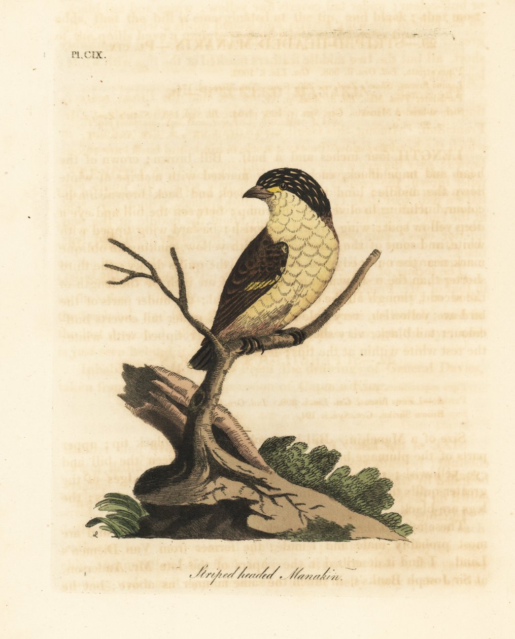 Striated pardalote, Pardalotus striatus. Handcoloured copperplate drawn and engraved by John Latham from his own A General History of Birds, Winchester by John Latham