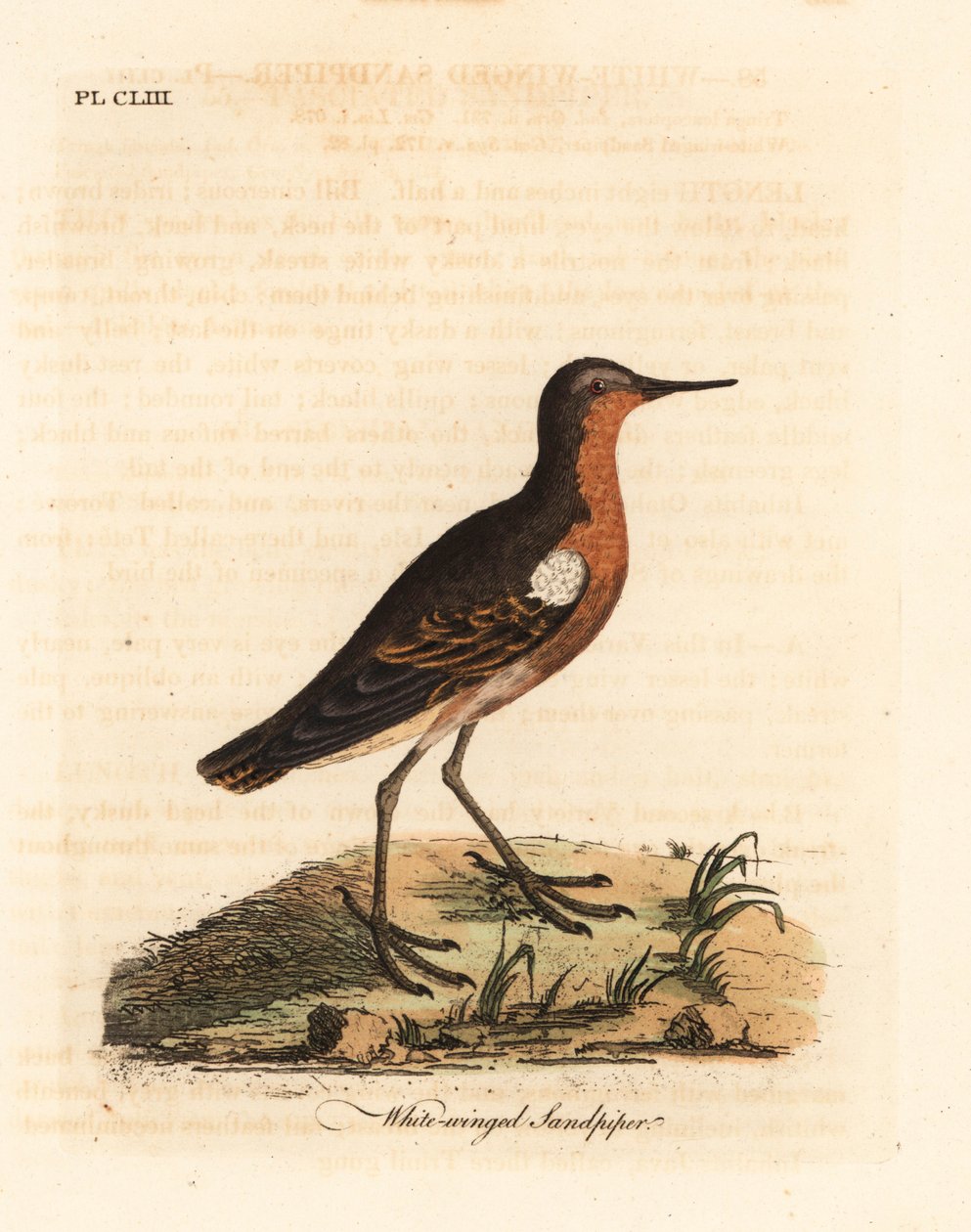 Tahitian sandpiper, Prosobonia leucoptera. Extinct. (White-winged sandpiper, Tringa leucoptera.) Handcoloured copperplate drawn and engraved by John Latham from his own A General History of Birds, Winchester by John Latham