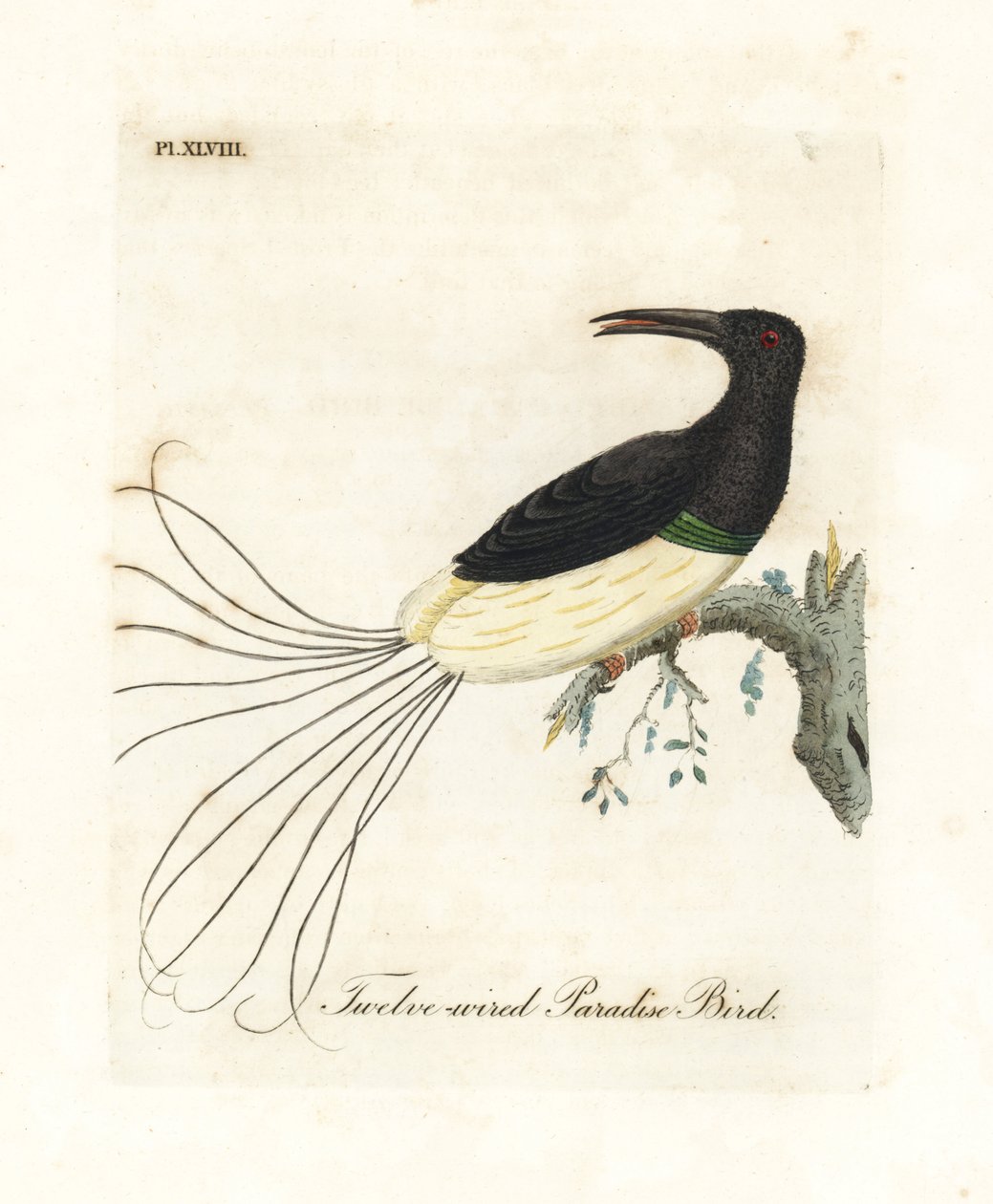 Twelve-wired bird-of-paradise, Seleucidis melanoleucus (Paradisea nigricans) by John Latham