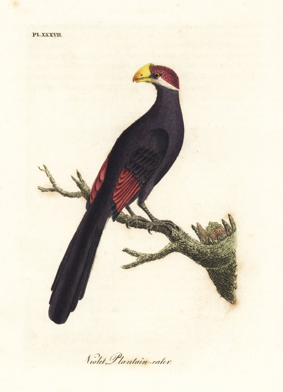 Violet turaco or violaceous plantain-eater, Musophaga violacea by John Latham