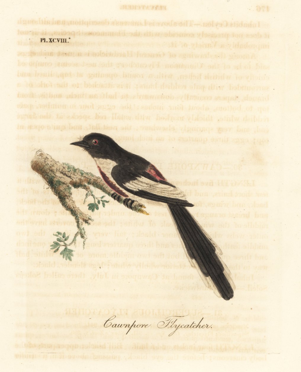 White-bellied minivet, Pericrocotus erythropygius (Cawnpore flycatcher). India. Handcoloured copperplate drawn and engraved by John Latham from his own A General History of Birds, Winchester by John Latham