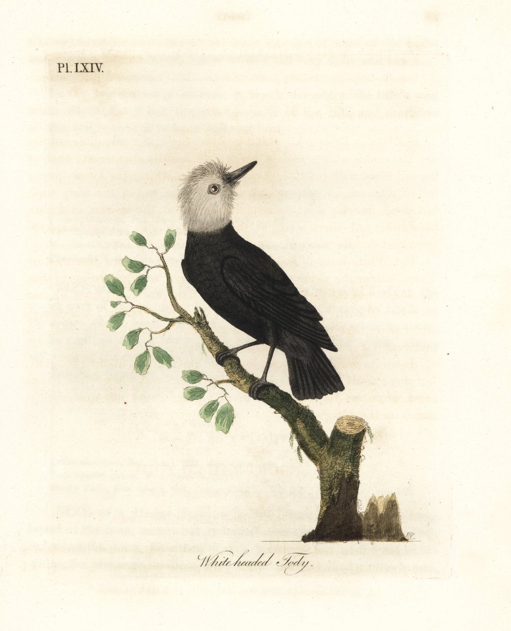 White-headed Marsh Tyrant, Arundinicola leucocephala (White-headed Tody, Todus leucocephalus). Handcoloured Copperplate Drawn and Engraved by John Latham from His Own A General History of Birds, Winchester by John Latham