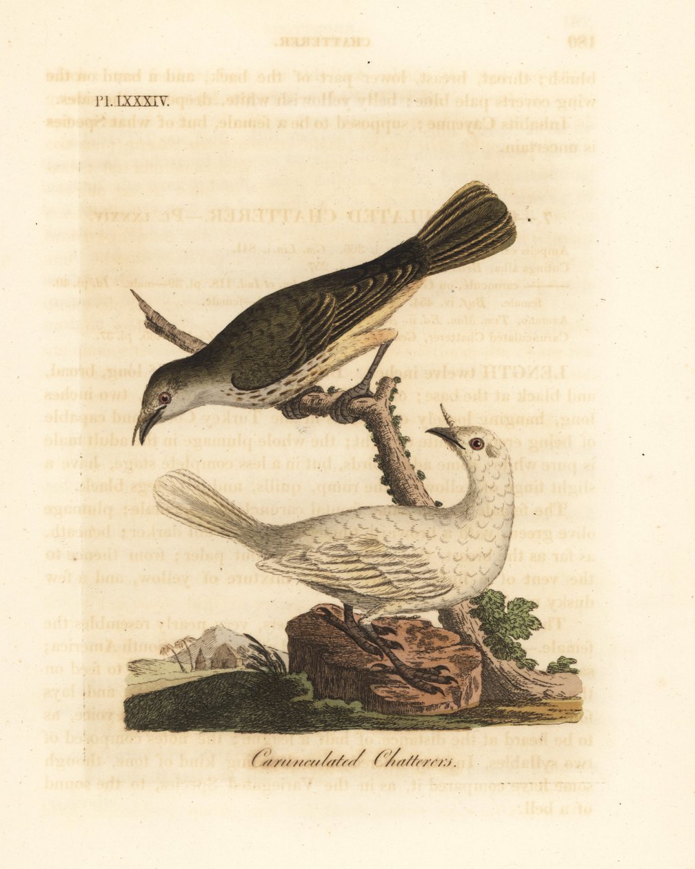 White bellbird, Procnias albus, male and female (Carunculated chatterer, Ampelis carunculata). Handcoloured copperplate drawn and engraved by John Latham from his own A General History of Birds, Winchester by John Latham