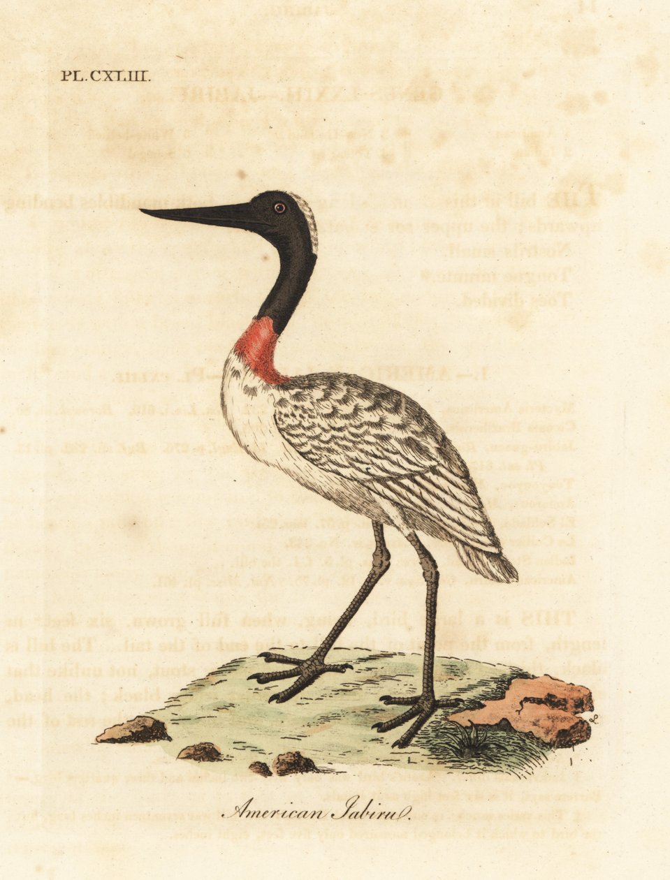 Wood Stork. Handcoloured Copperplate by John Latham from A General History of Birds, Winchester by John Latham