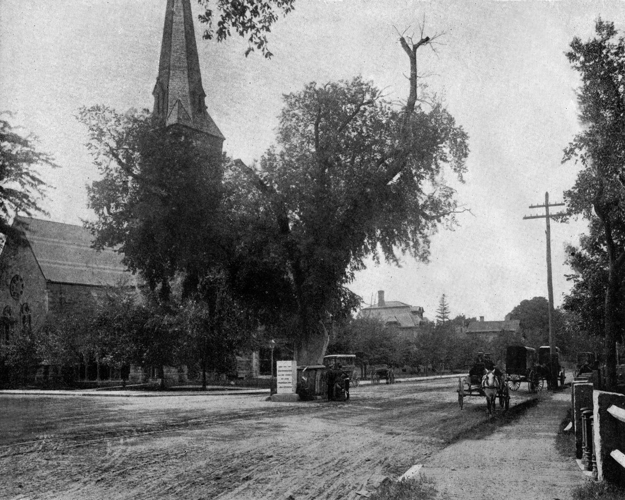 Washington Elm Tree in Cambridge, Massachusetts, USA by John Lawson Stoddard
