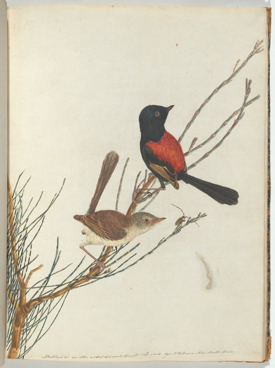 Scarlet & Black Warbler by John William Lewin