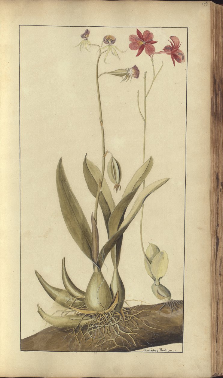 A page from the 