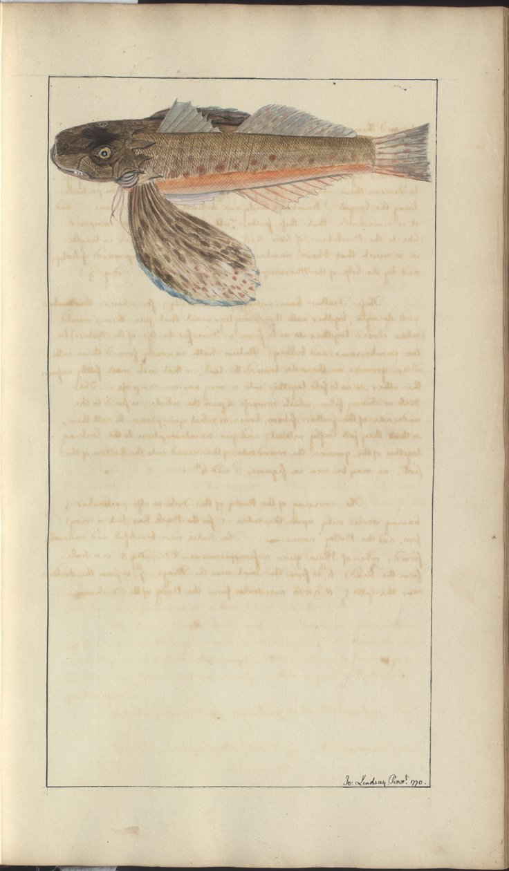 Lindsay Drawings Vol. VII by John Lindsay