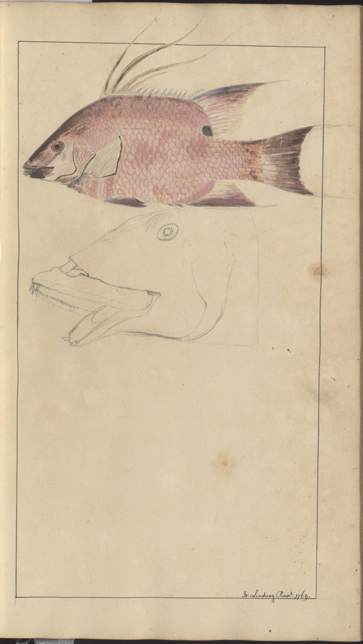 Lindsay Drawings Vol. VII by John Lindsay