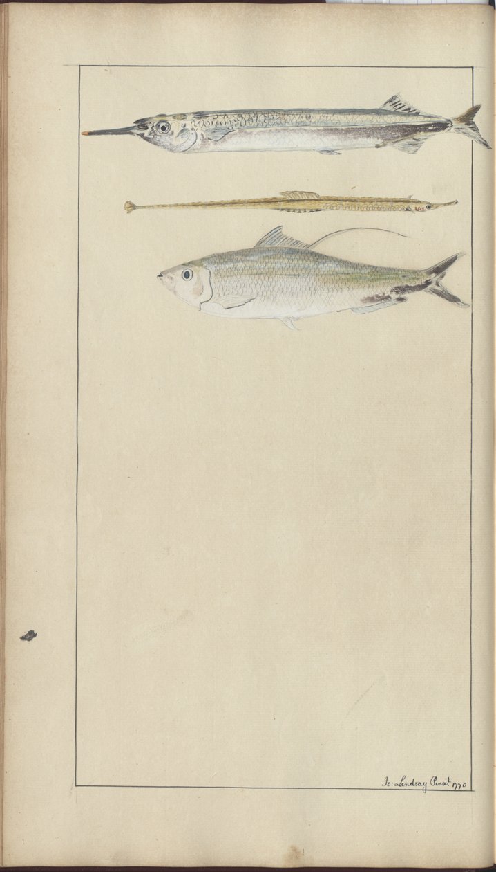 Lindsay Drawings Vol. VII by John Lindsay