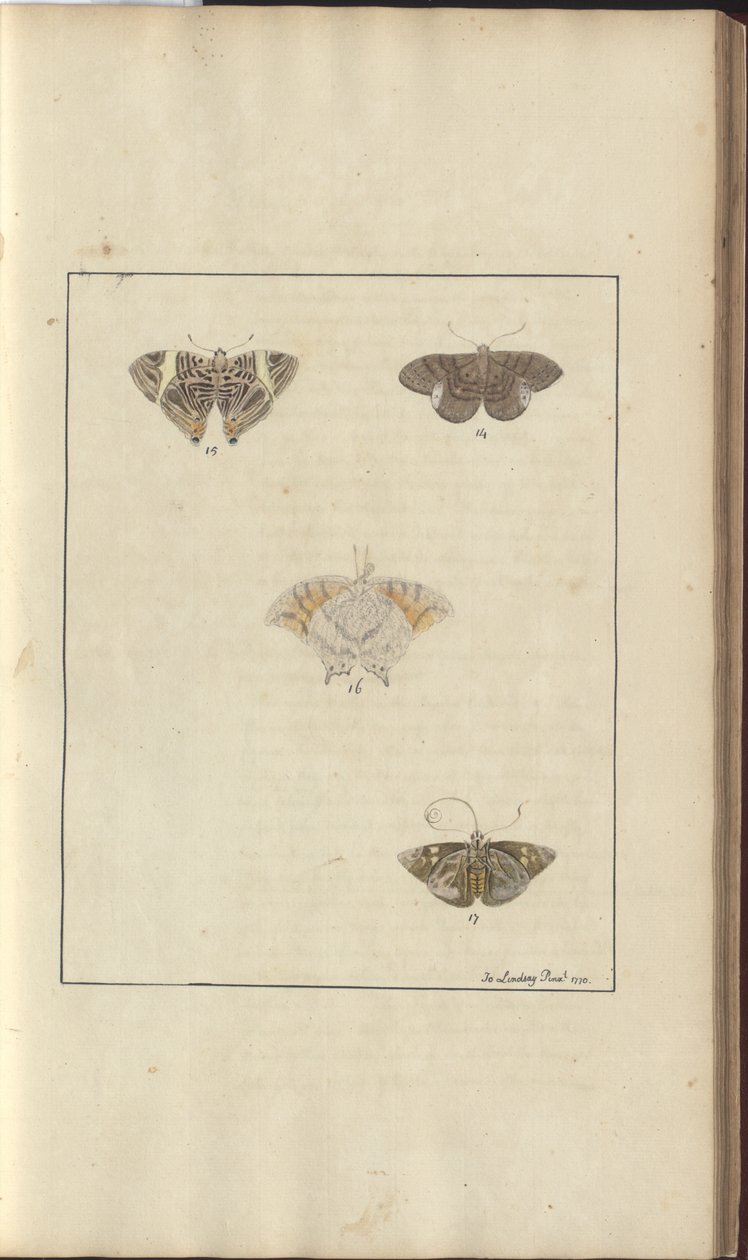 Lindsay Drawings Vol. VI, 42 by John Lindsay