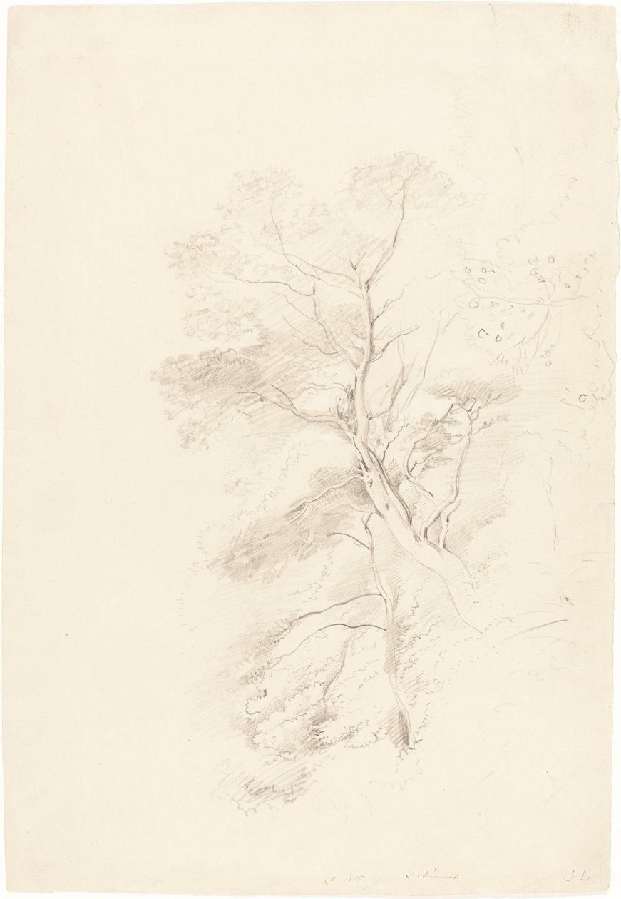A Beech Wood by John Linnell