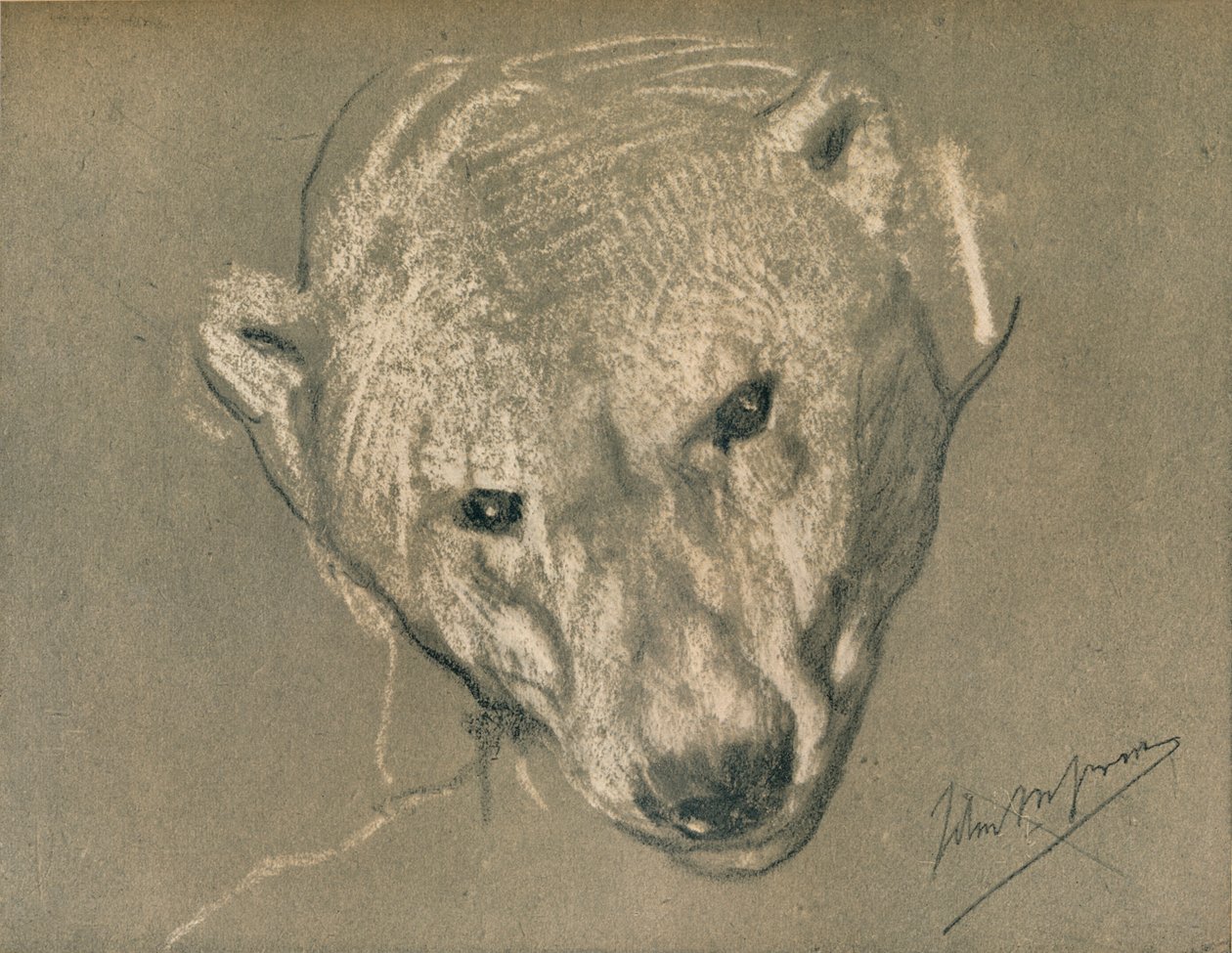 Study of a Polar Bear