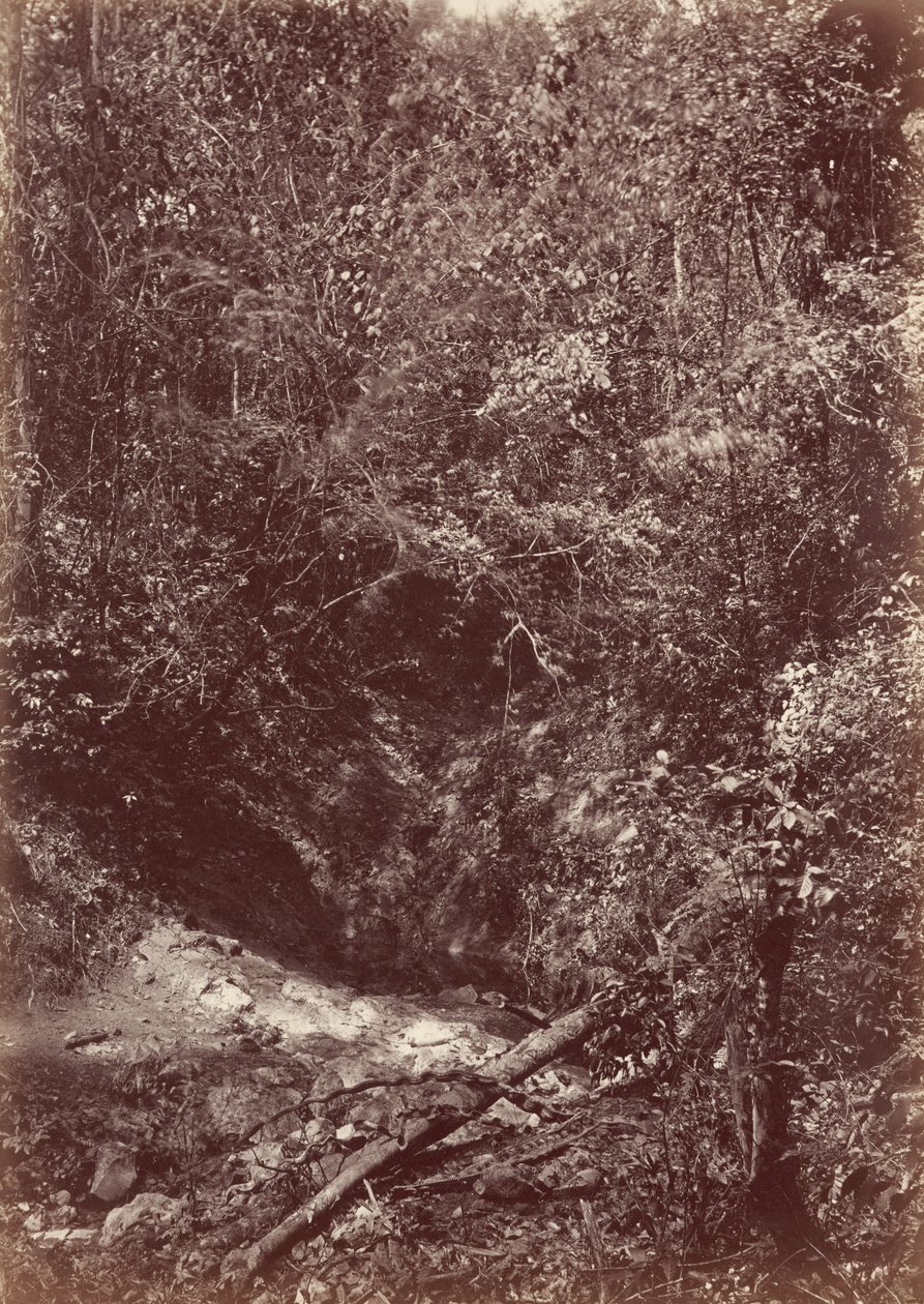Darien Expedition, 1871 by John Moran
