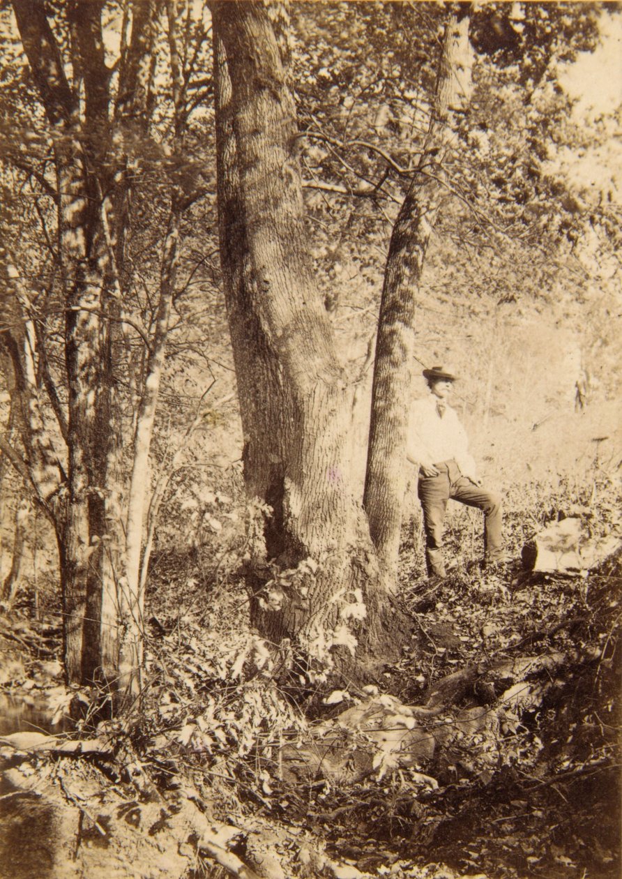 Tacony Creek, Magnolia Poplar by John Moran