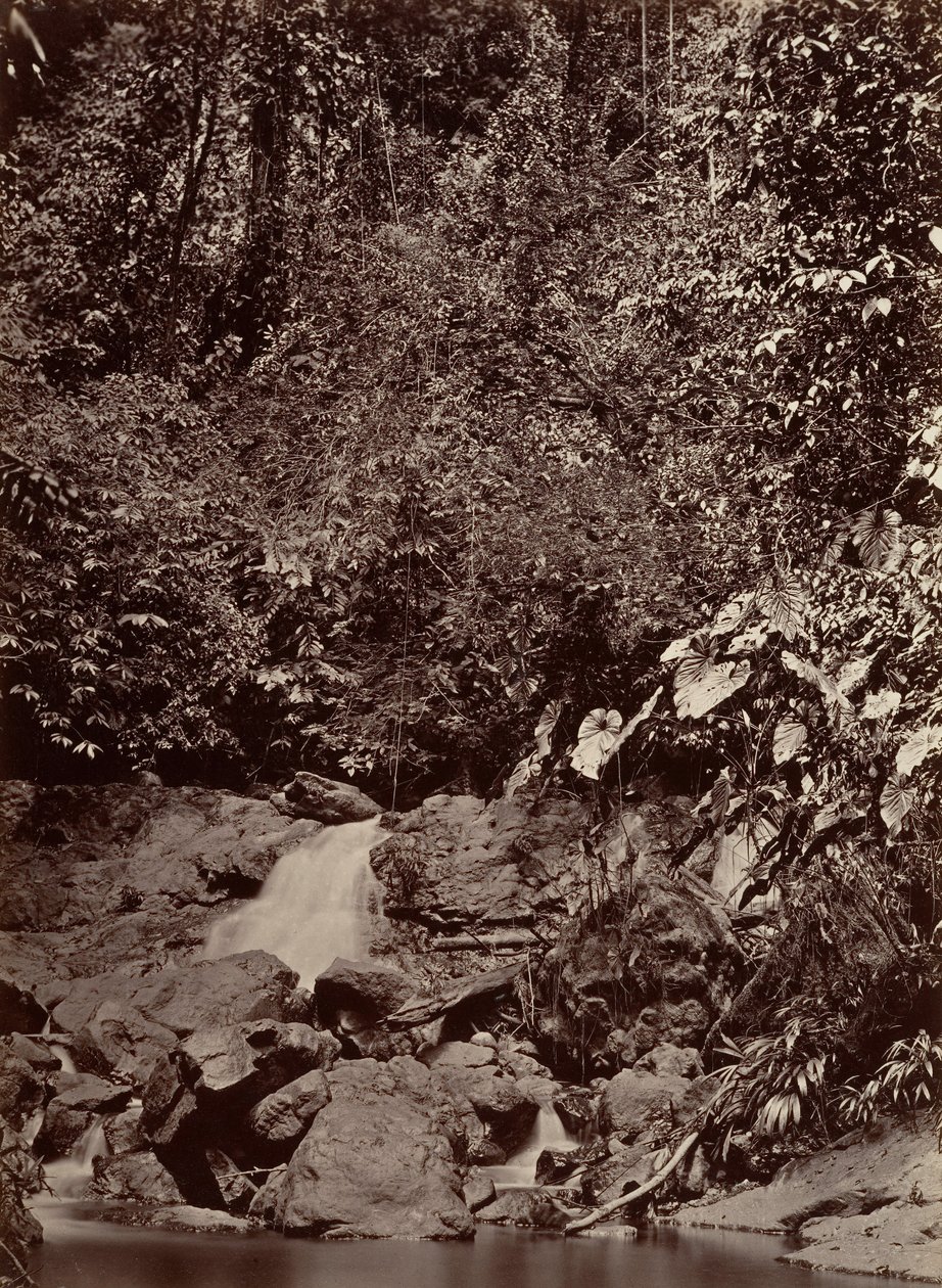 Tropical Scenery, Cascade, Limon River by John Moran