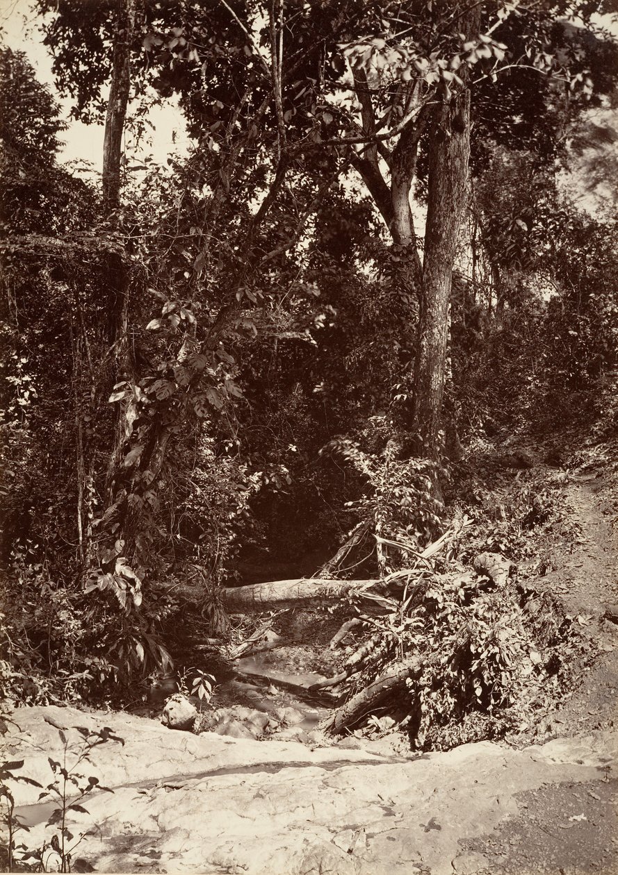 Tropical Scenery, The Brook El Bano, Chipigana by John Moran