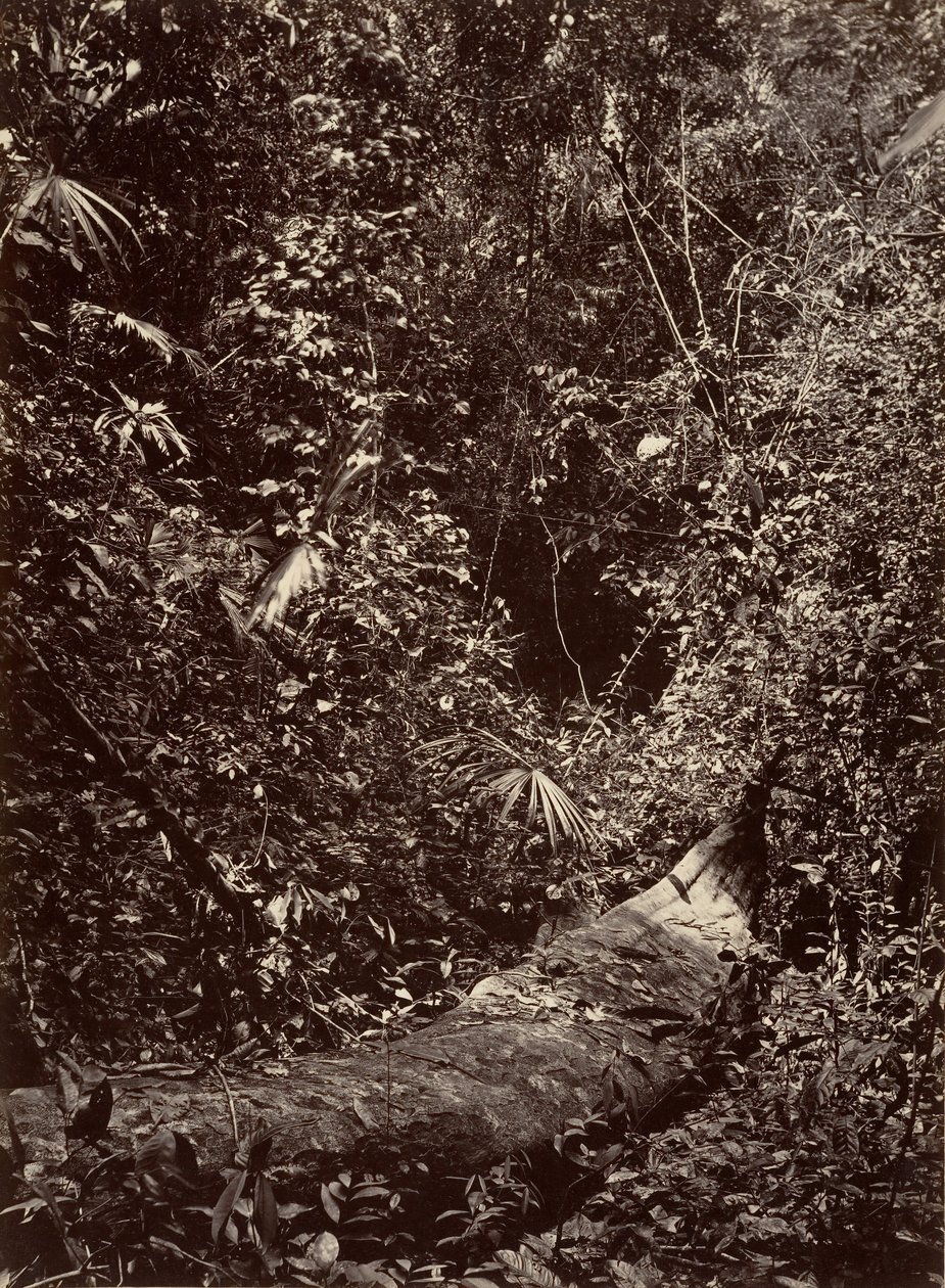 Tropical Scenery, Tropical Forest, 1871 by John Moran