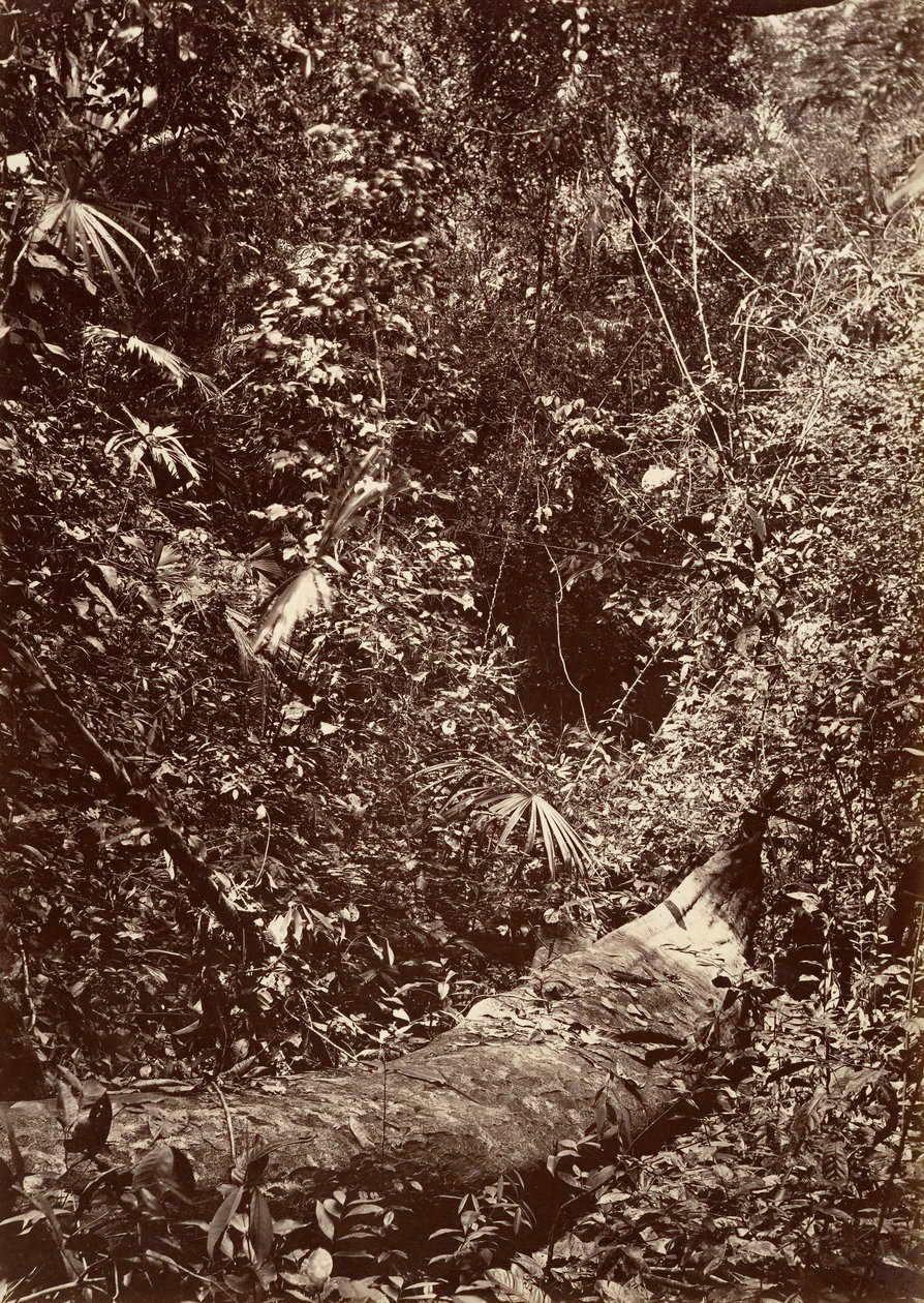Tropical Scenery, Tropical Forest by John Moran