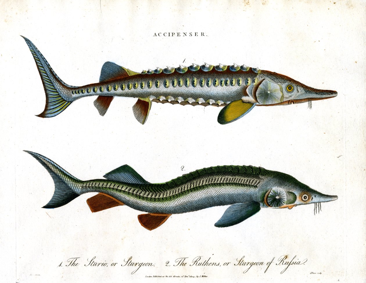 Accipenser: Sturgeon Species by John Pass