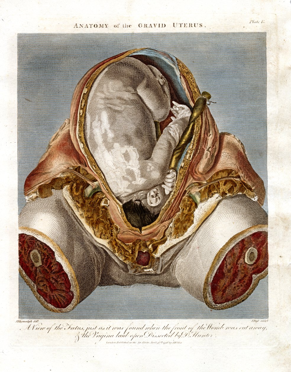 Anatomy of the Gravid Uterus by John Pass