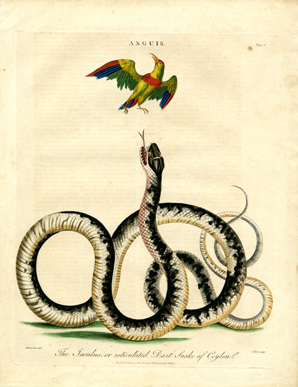 Jaculus Snake and Colorful Bird by John Pass: Fine art print