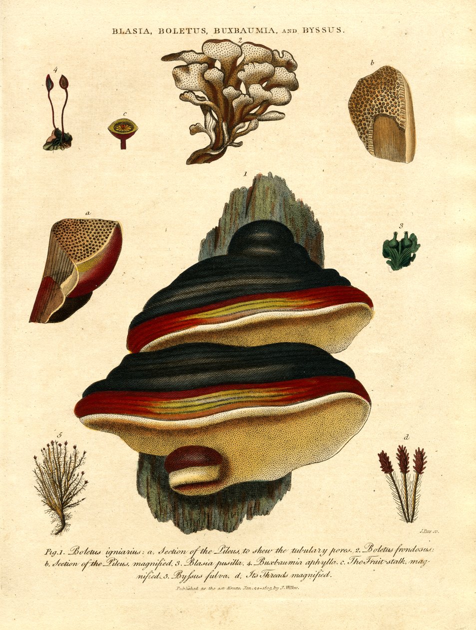 Blasia; Boletus; Buxbaumia; and Byssus by John Pass