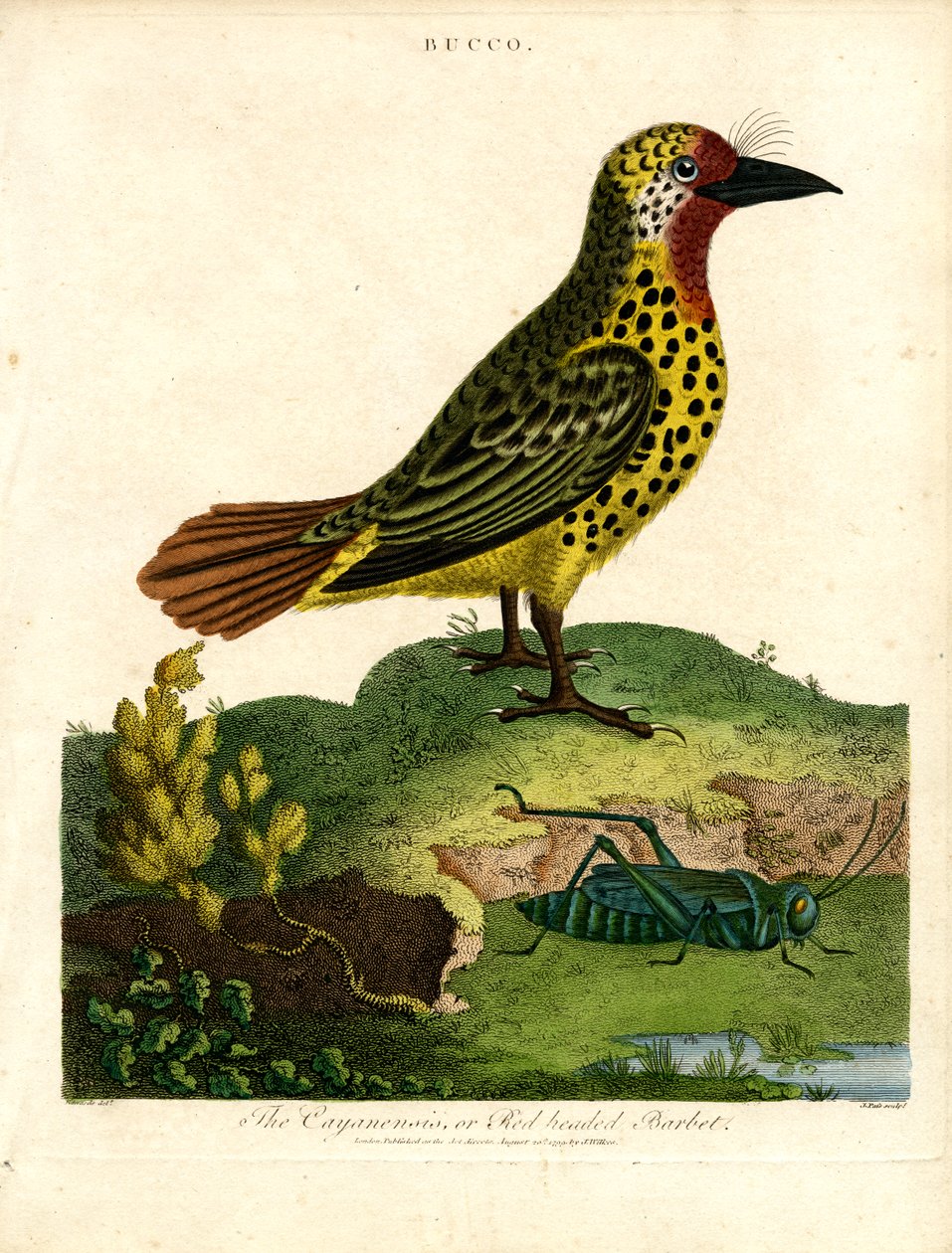 Cayenne Barbet by John Pass