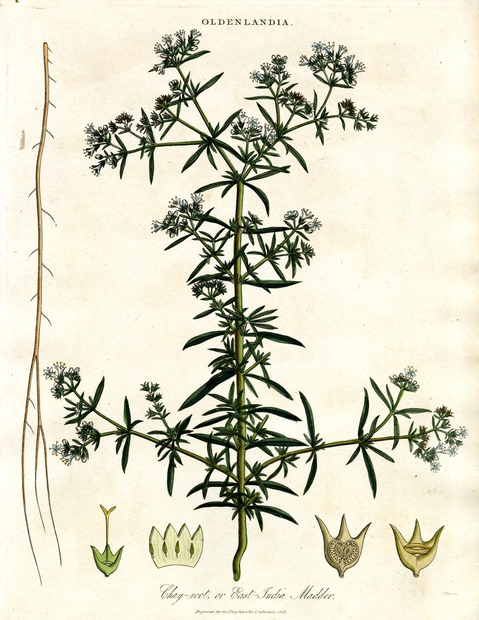 Chay-root or East-India Madder by John Pass