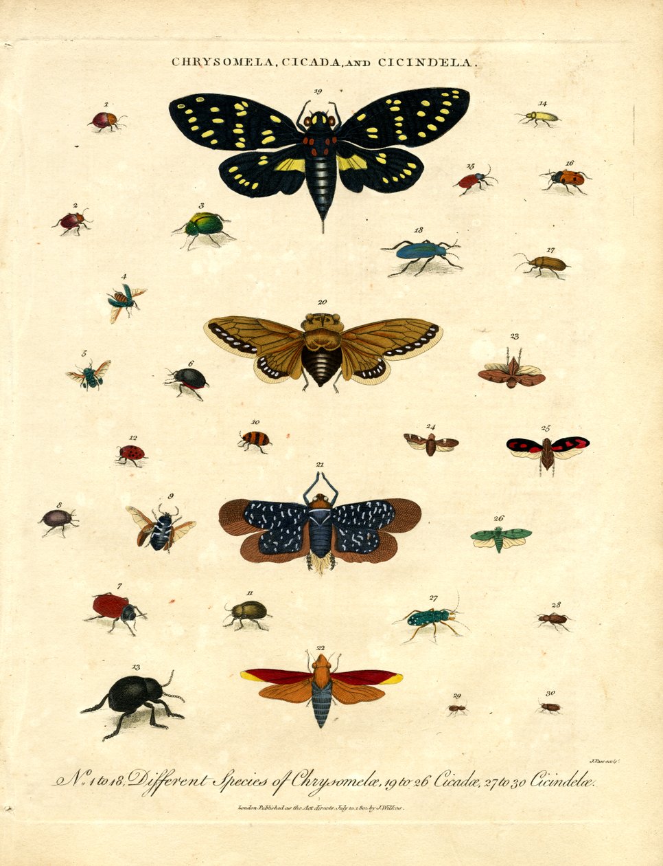 Chrysomela, Cicada and Cicindela by John Pass