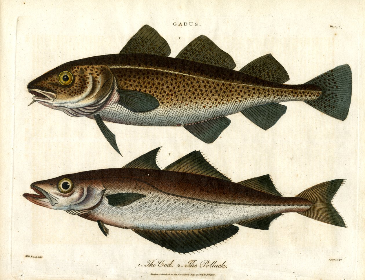 Cod and Pollack by John Pass