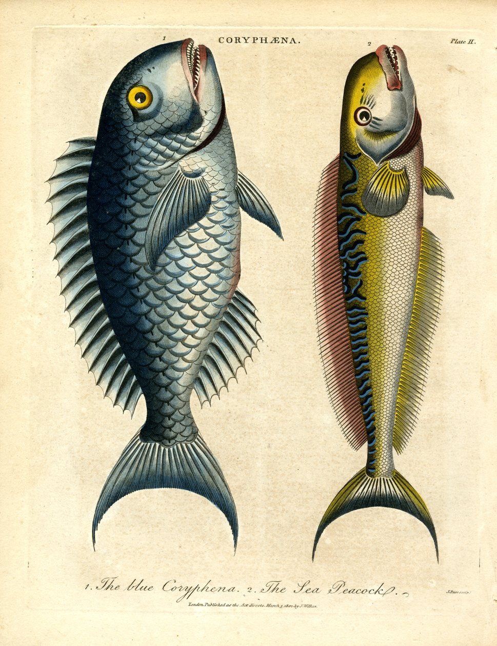 Coryphæna – Dolphinfishes by John Pass