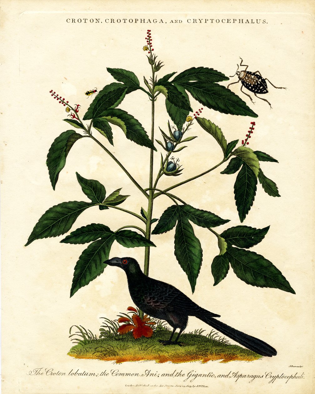 Croton; Crotophaga; and Cryptocephalus by John Pass