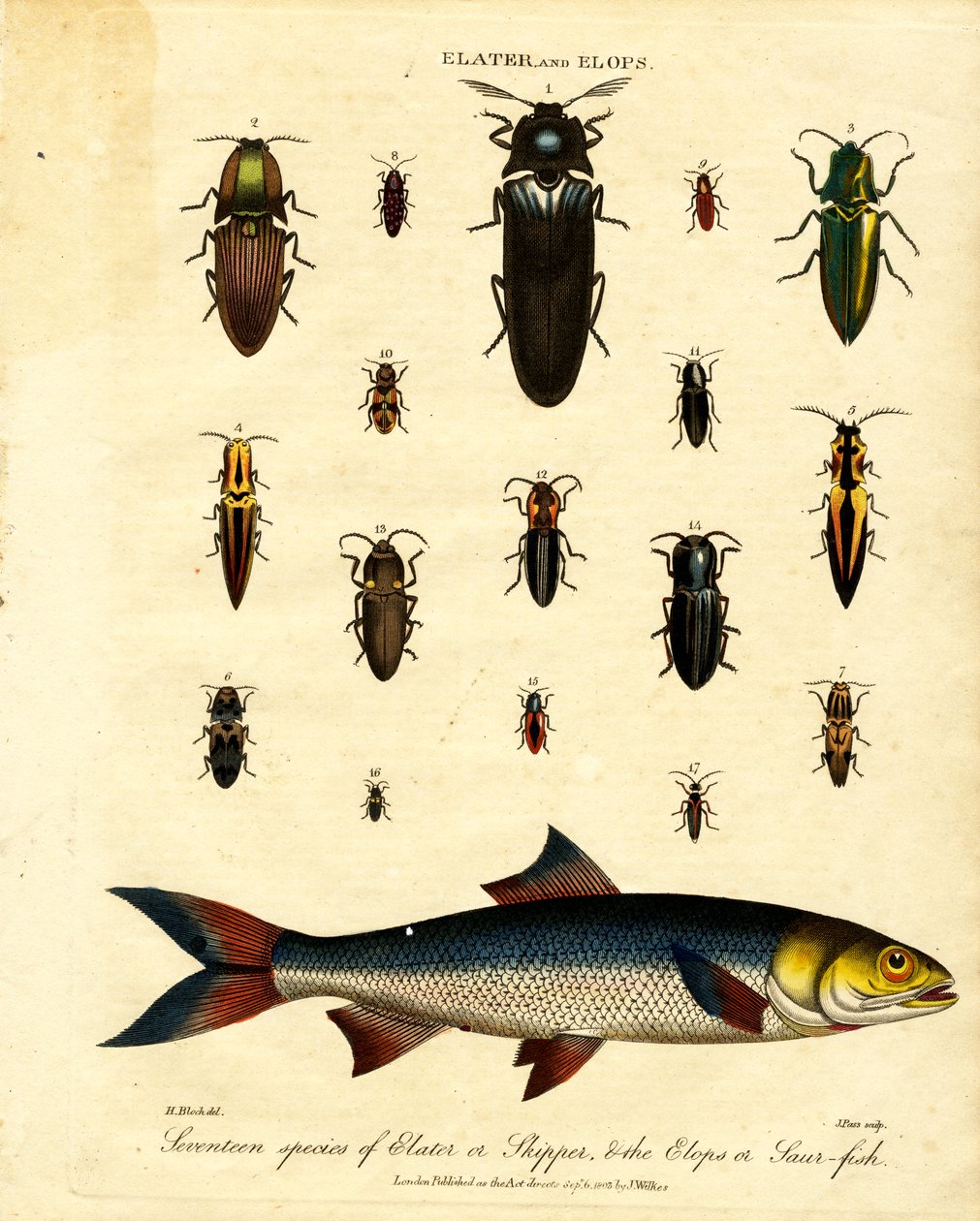 Elater and Elops: Seventeen species of Elater or Skipper, and the Elops or Saur-fish by John Pass