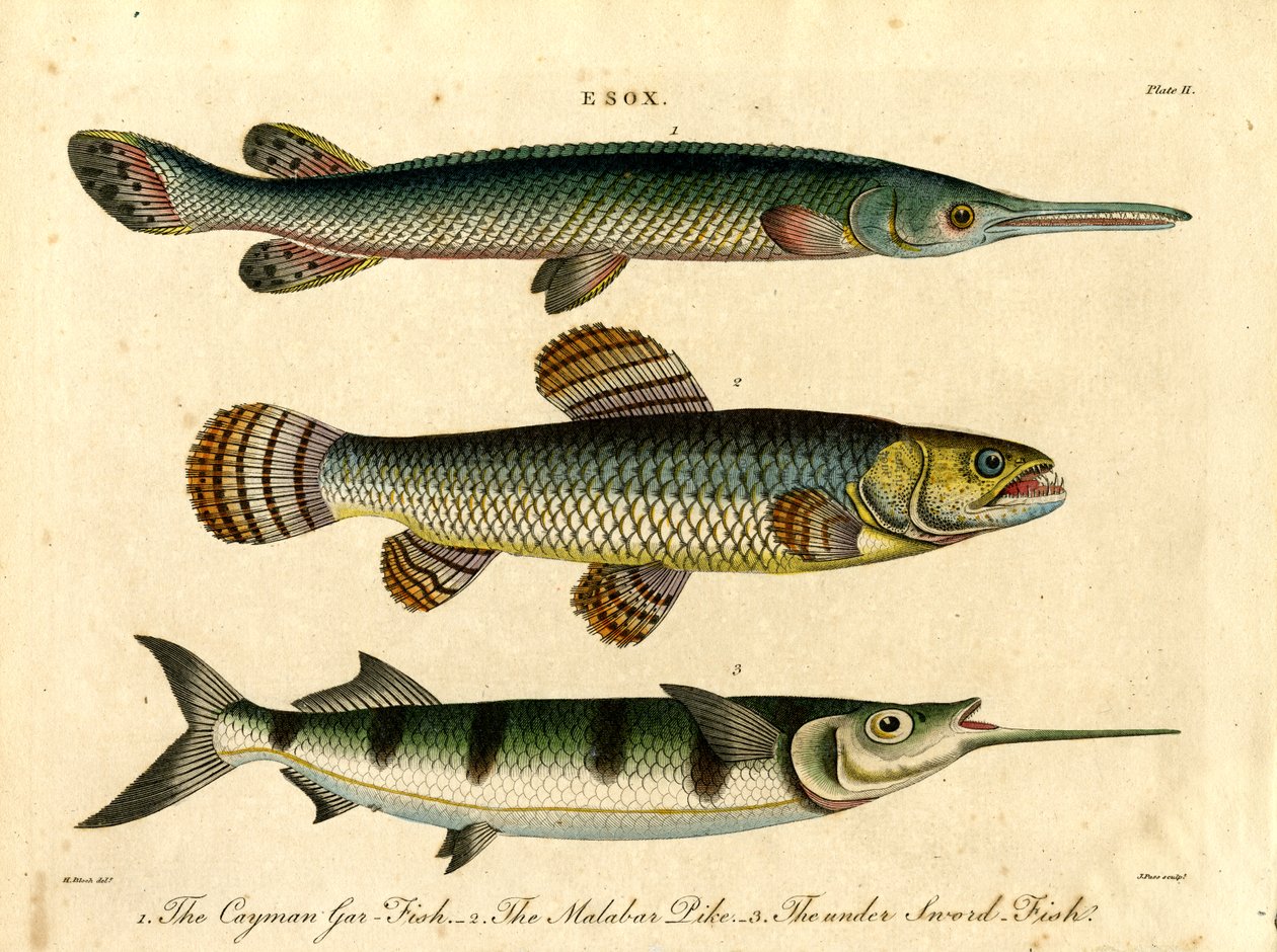 Pike and Swordfish Species by John Pass