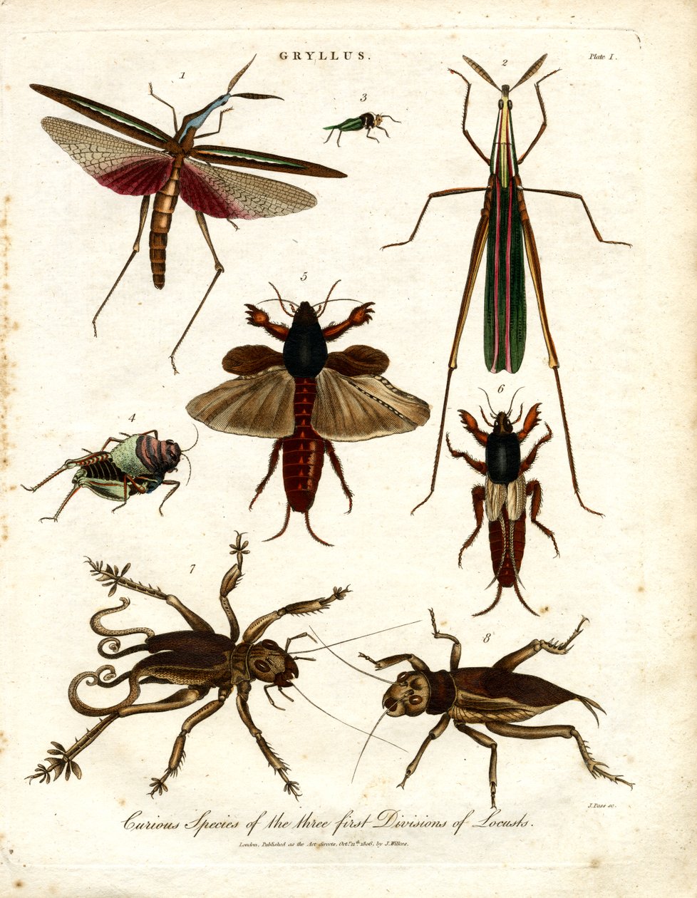 Curious Species of the Three First Divisions of Locusts by John Pass