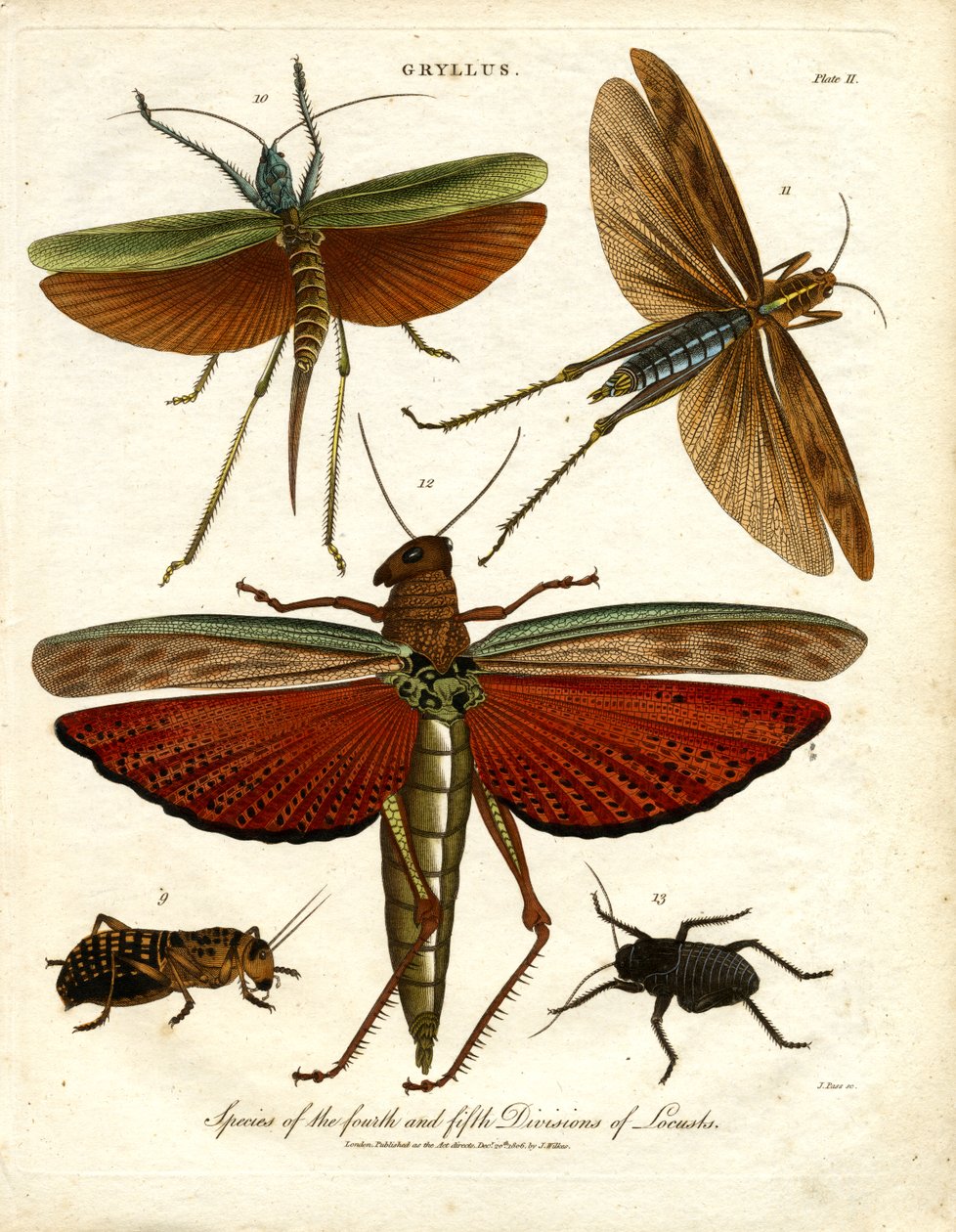 GRYLLUS: Species of the Fourth and Fifth Divisions of Locusts by John Pass