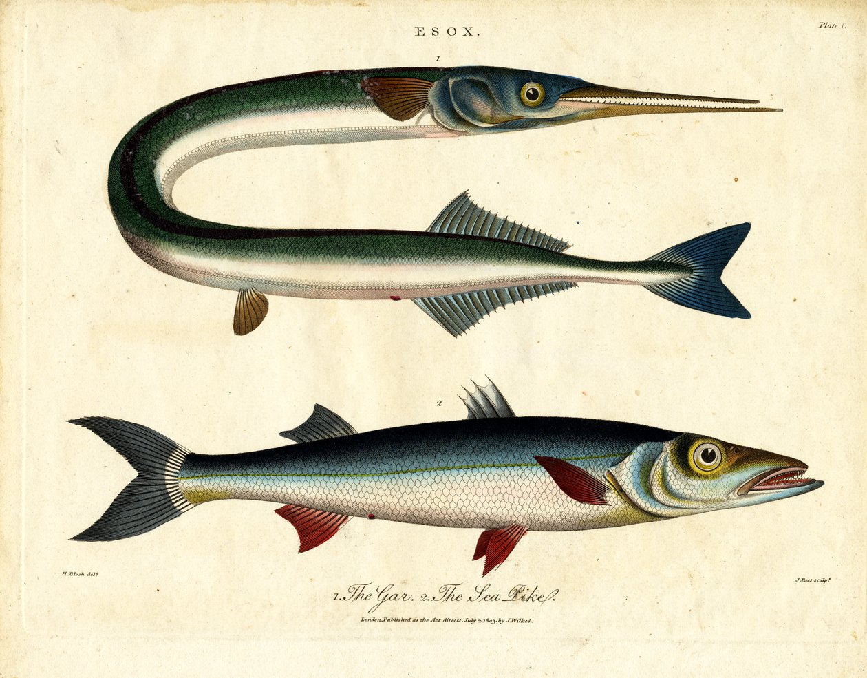 Gar and Sea Pike by John Pass