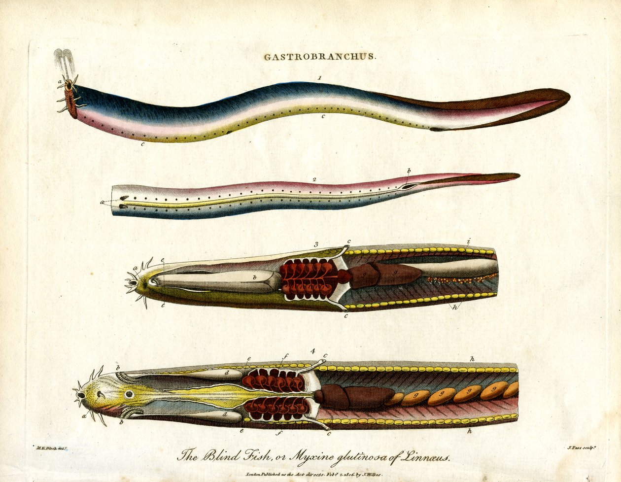 The Blind Fish or Hagfish by John Pass: Buy fine art prints