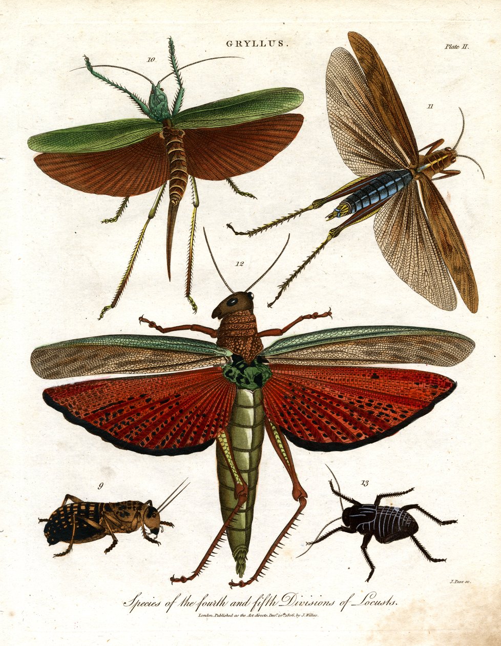Gryllus: Species of the Fourth and Fifth Divisions of Locusts by John Pass