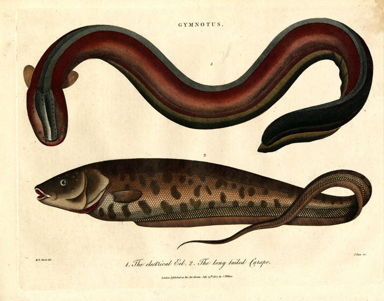 Gymnotus - The Electric Eel and the Long-tailed Carapo by John Pass