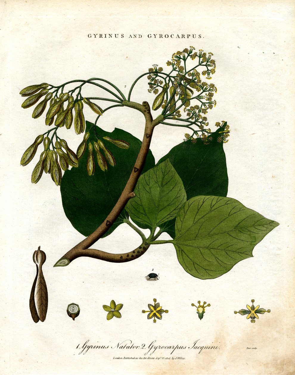 Gyrinus and Gyrocarpus by John Pass