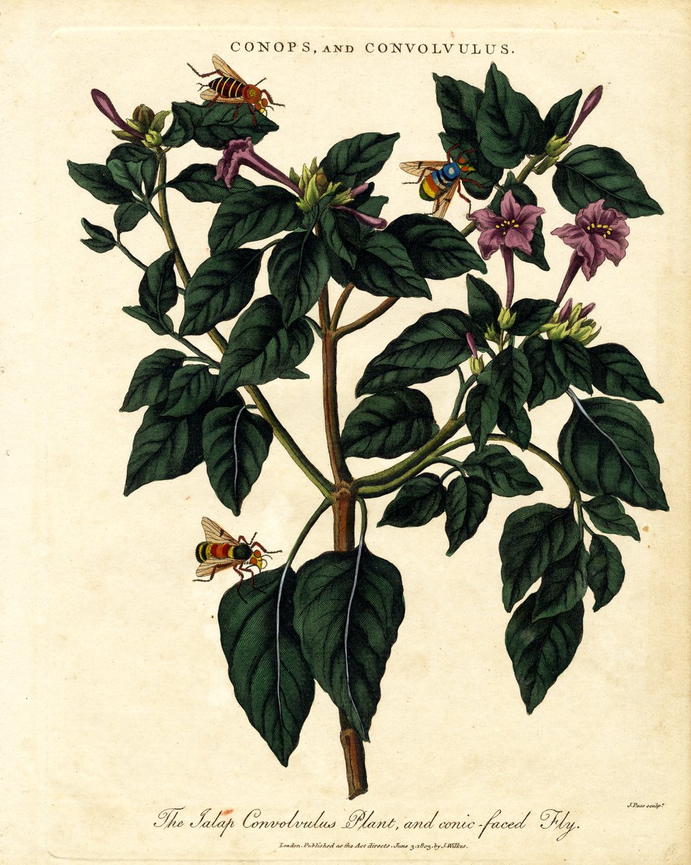 Jalap Convolvulus Plant and Conic-faced Fly by John Pass