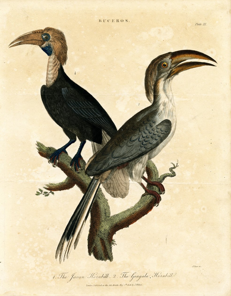 Javan Hornbill and Gingala Hornbill (Buceros) by John Pass