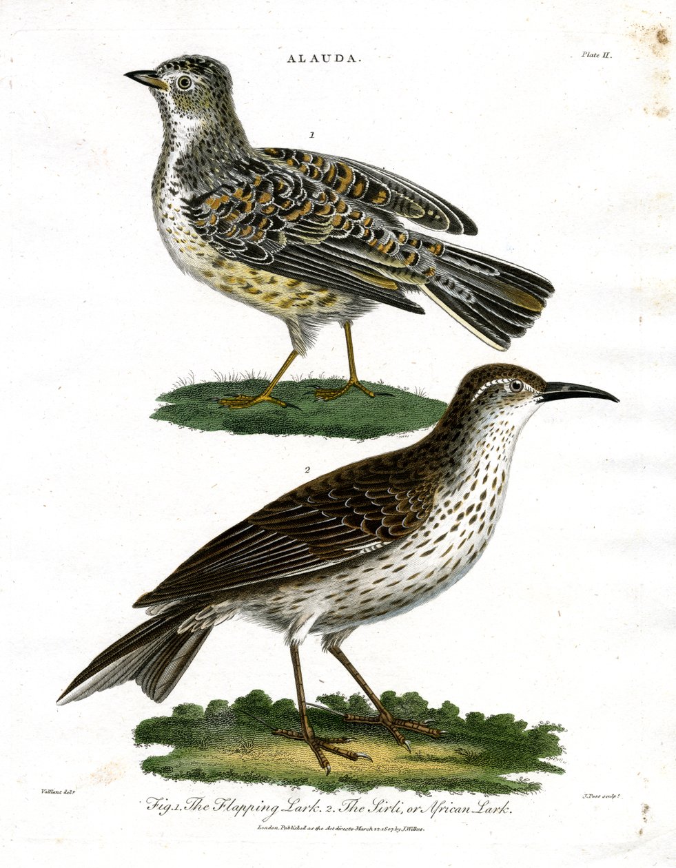 Lark Species - Skylark and African Lark by John Pass