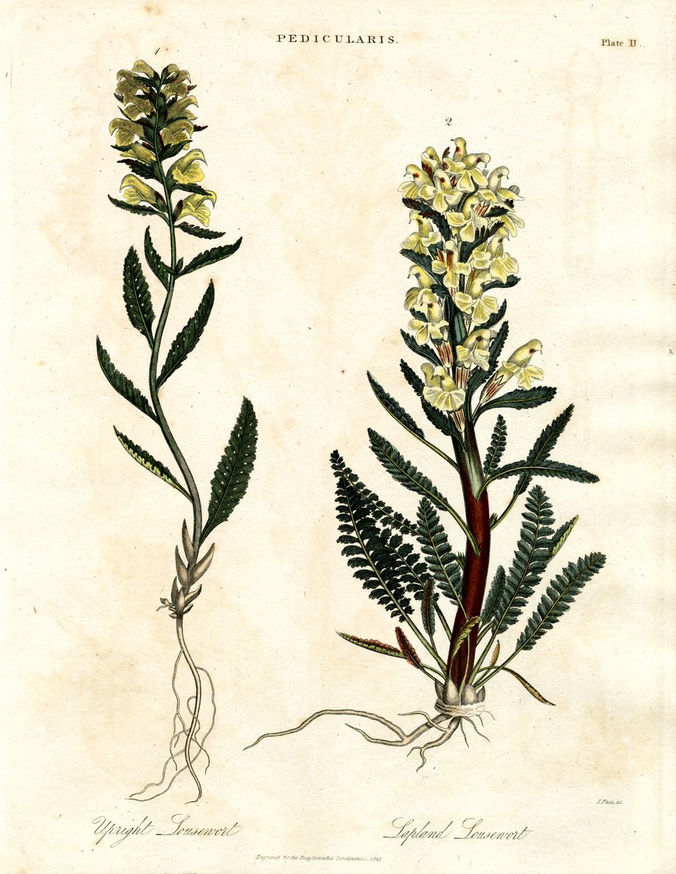 Lousewort Species by John Pass