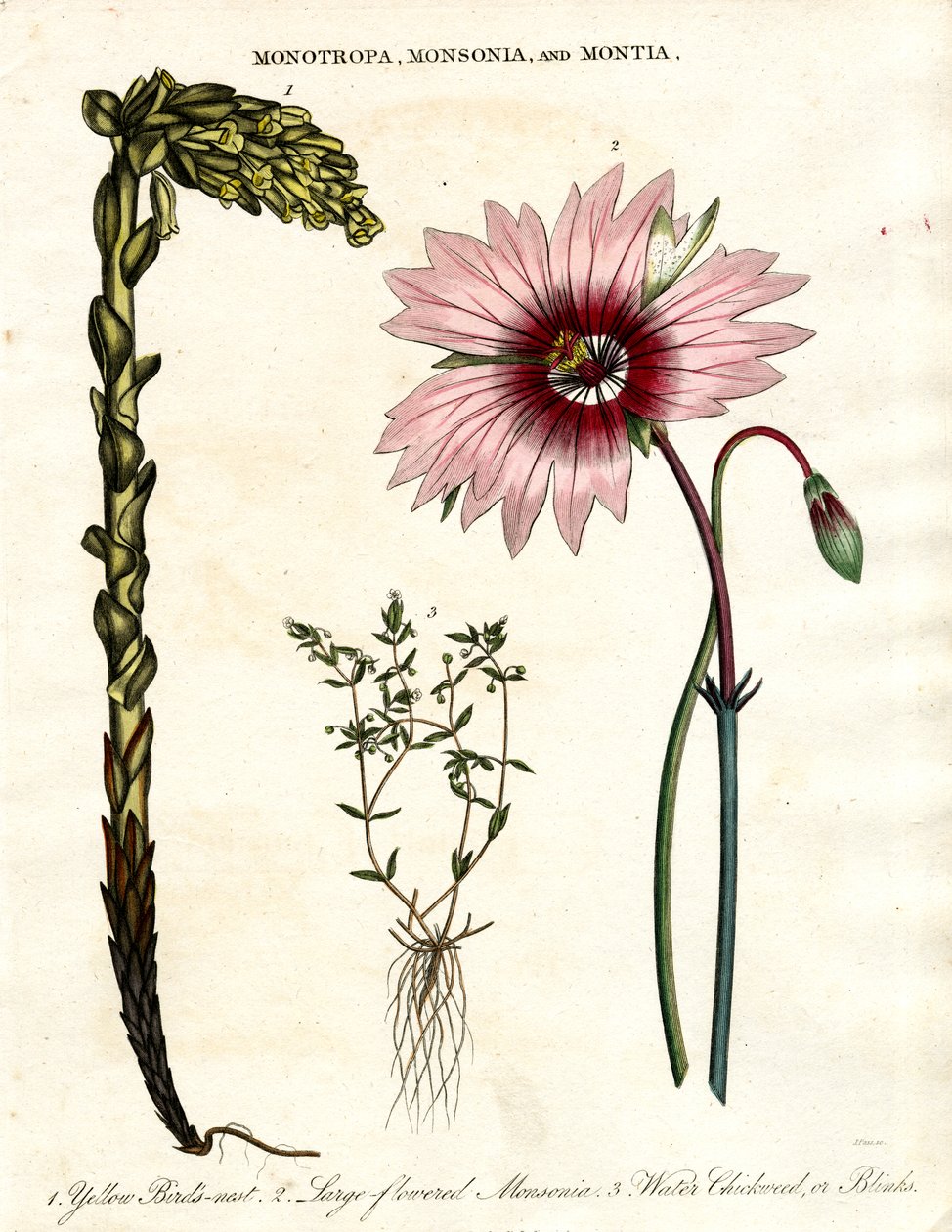 Monotropa, Monsonia and Montia - Three Botanical Genera by John Pass