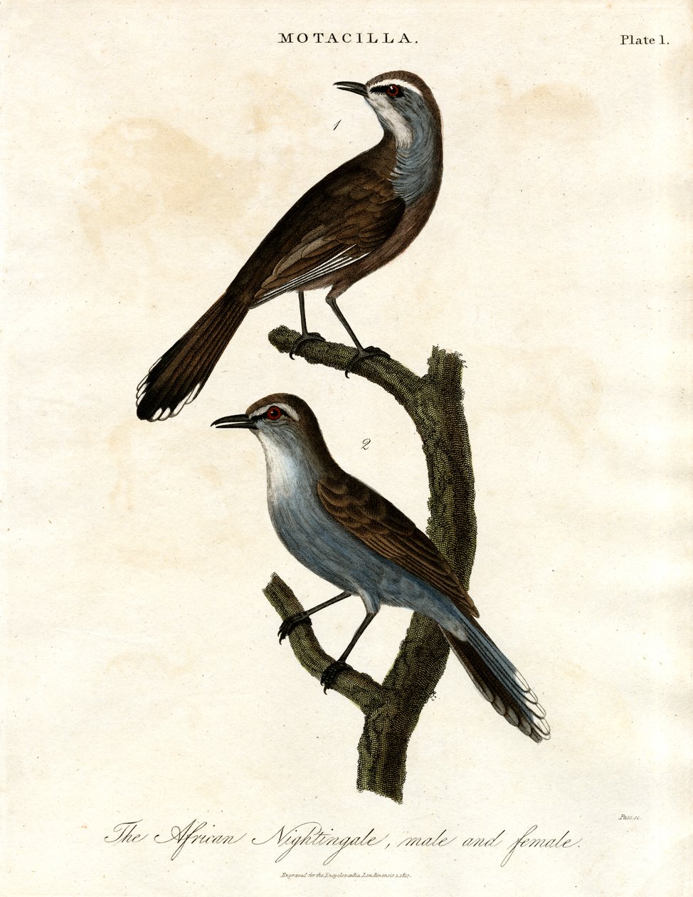 Motacilla - African Nightingale by John Pass