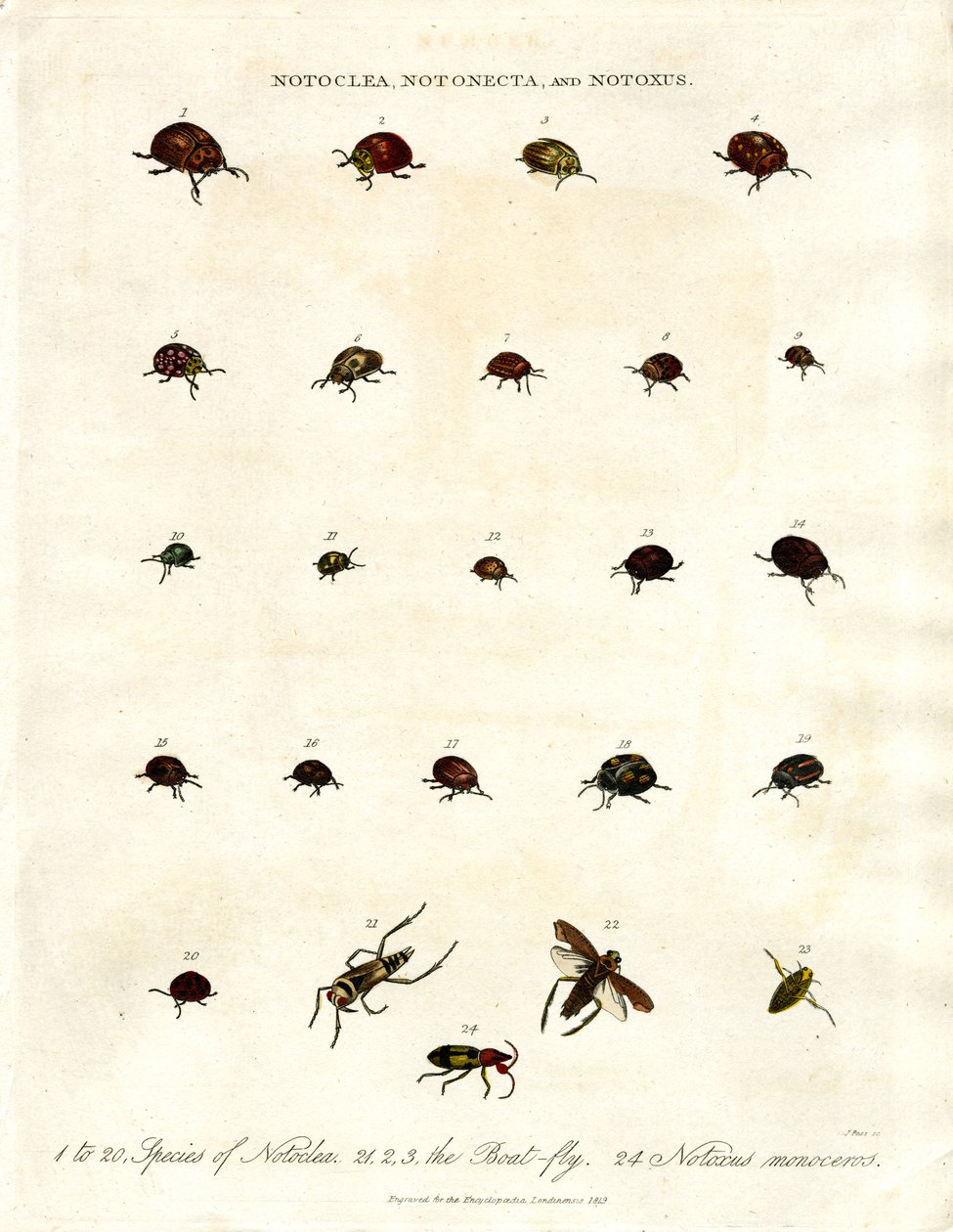 Notoclea, Notonecta, and Notoxus Beetles by John Pass